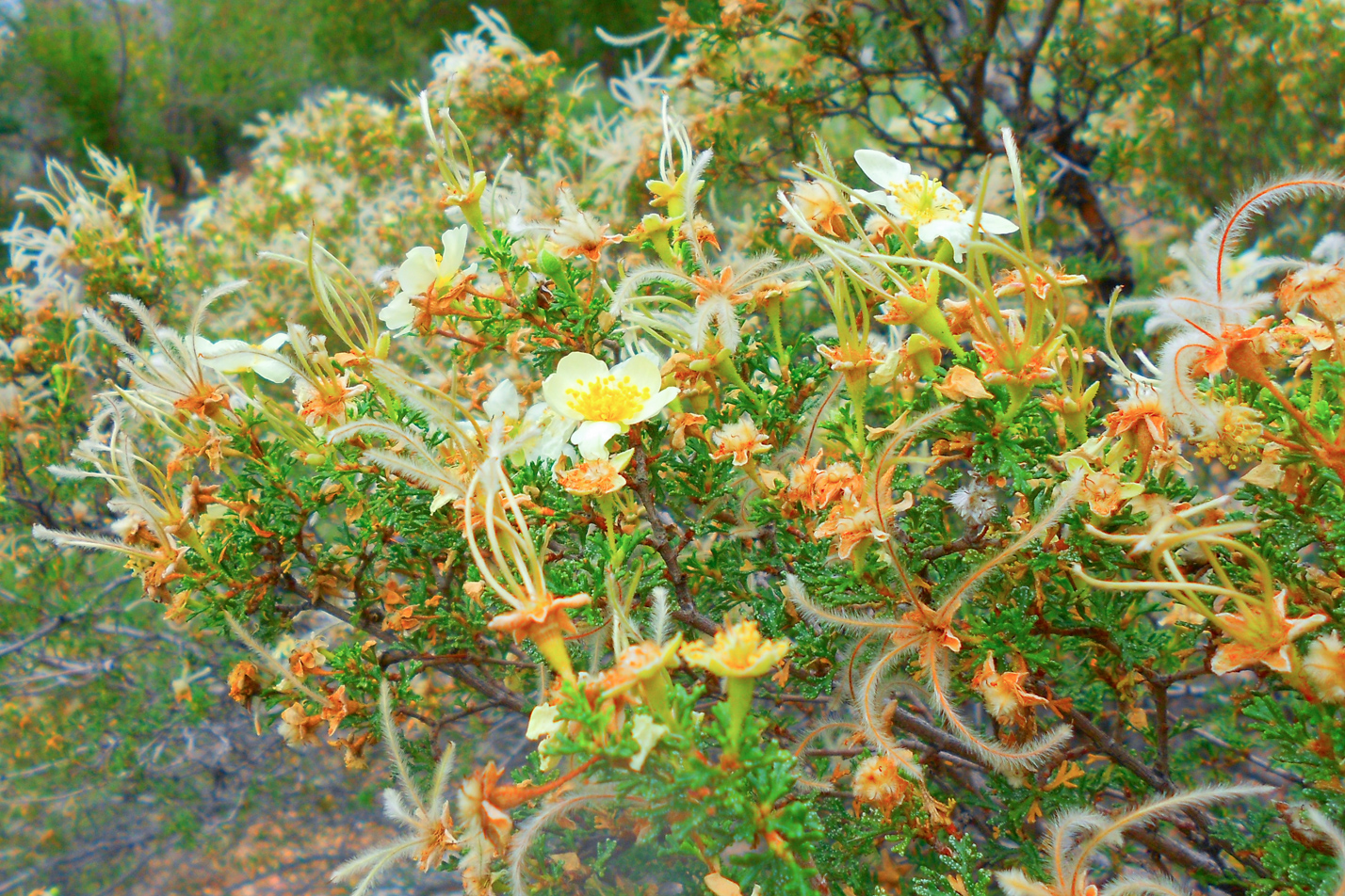 Stansbury's Cliffrose